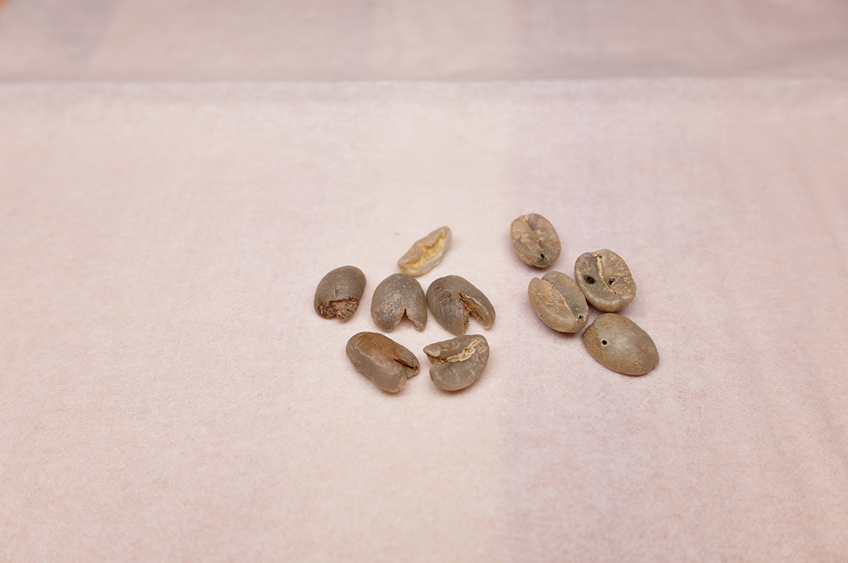 ケニア コーヒー豆 欠点豆